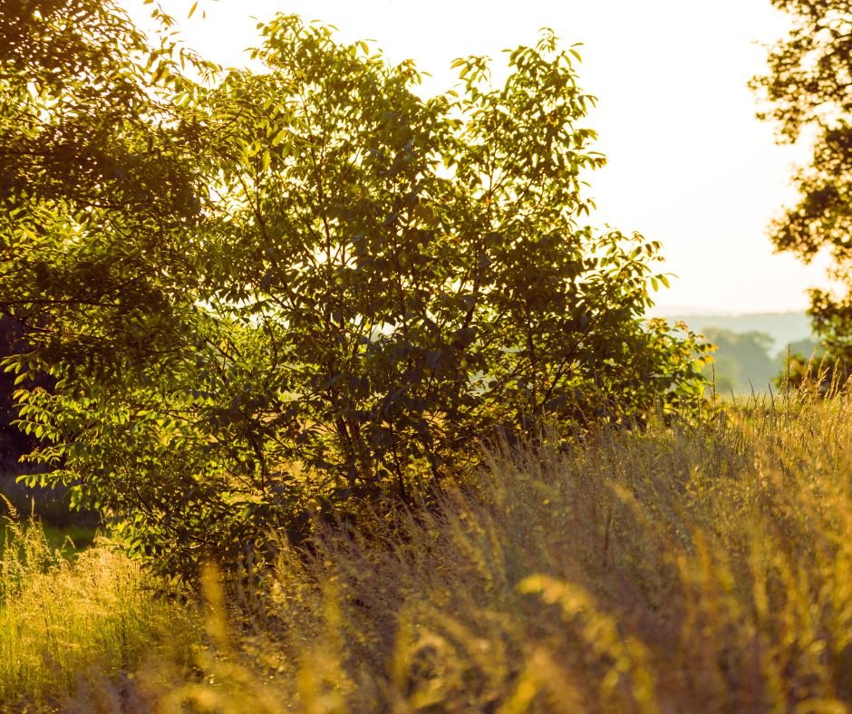 late summer seasonal points