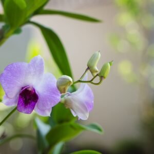 thailand-retreat-flower